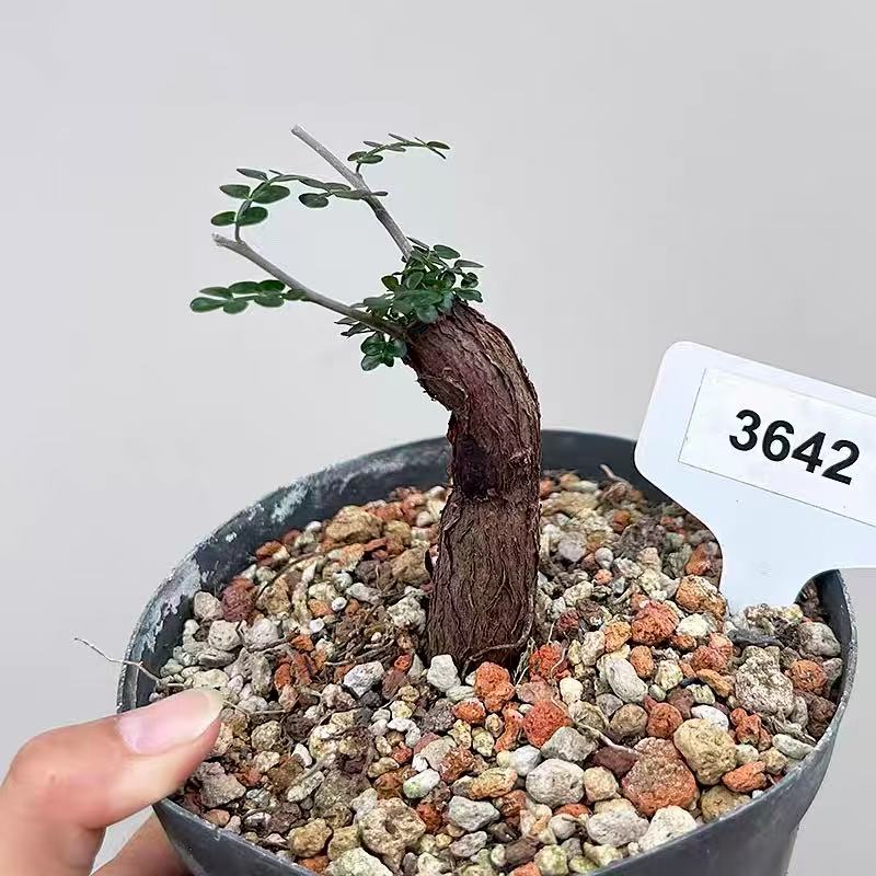 Operculicarya decaryi - Image 2