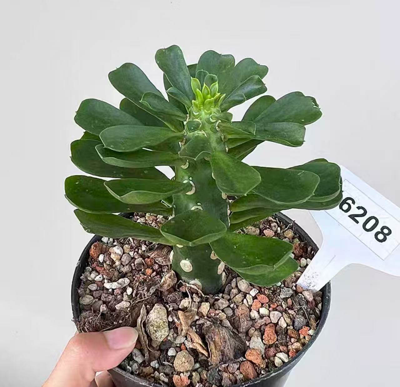 Euphorbia royleana Boiss - Image 2