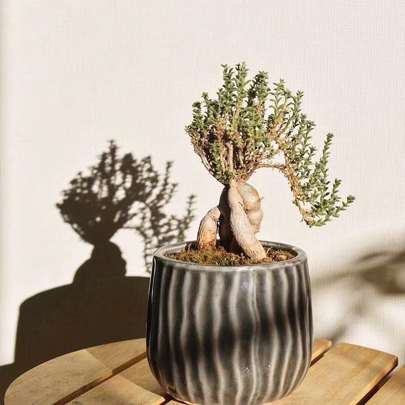 Trichodiadema bulbosum - Image 4