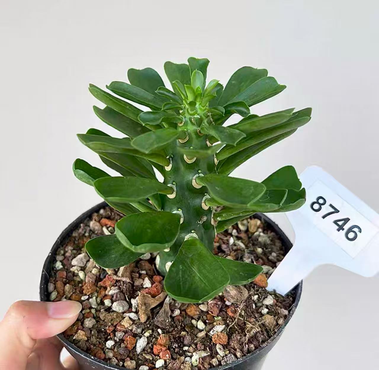 Euphorbia royleana Boiss - Image 3