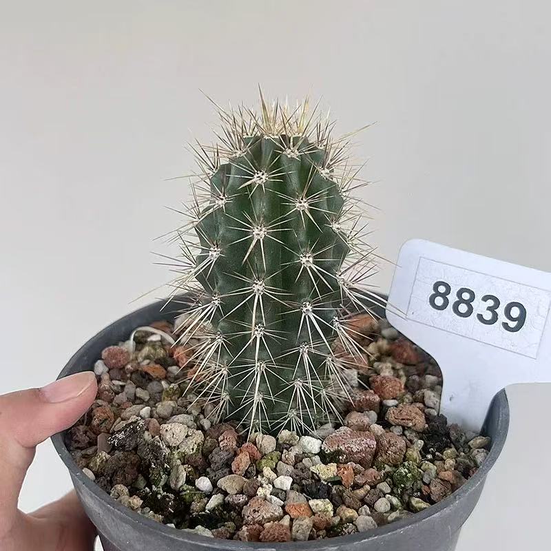 Machaerocereus eruca - Image 2