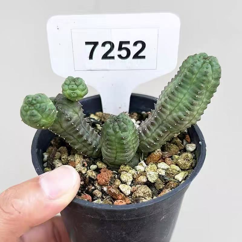 Euphorbia pseudoglobosa - Image 3