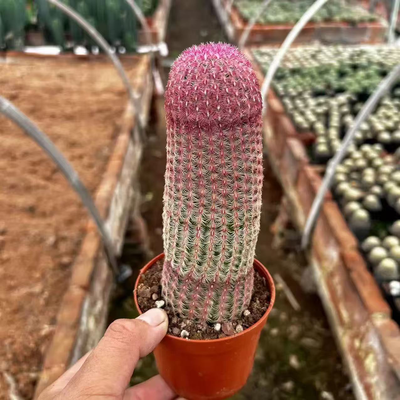 Echinocereus rigidissimus rubispinus - Image 2