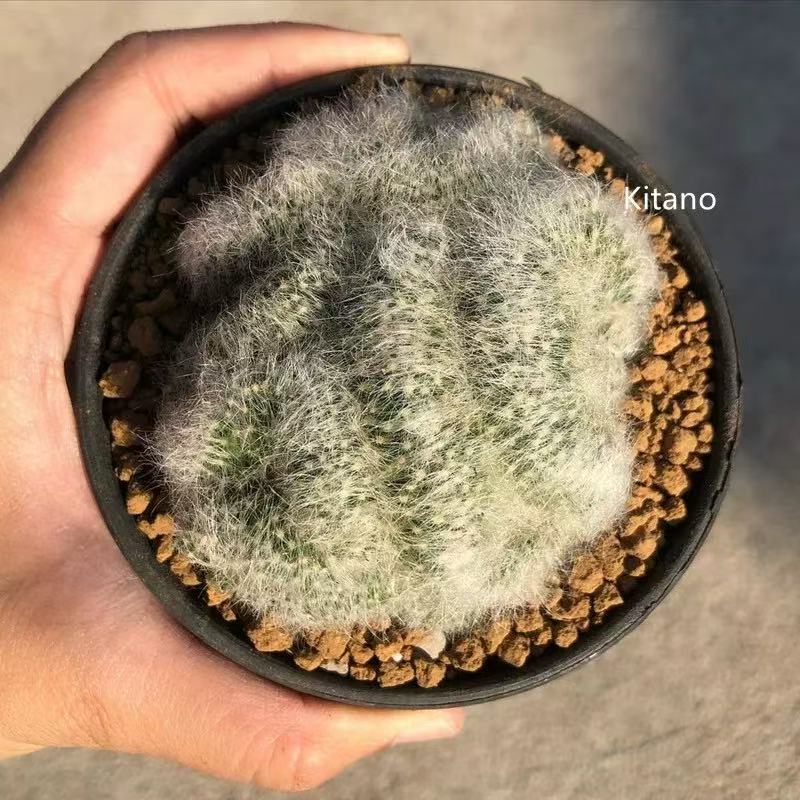 Mammillaria baumii - Image 2