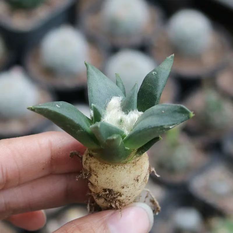 Ariocarpus retusus Scheidw - Image 3