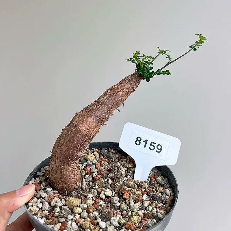 Operculicarya decaryi - Image 3