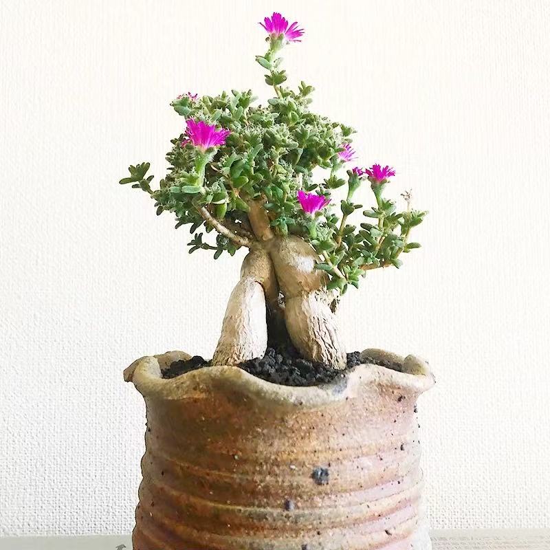 Trichodiadema bulbosum