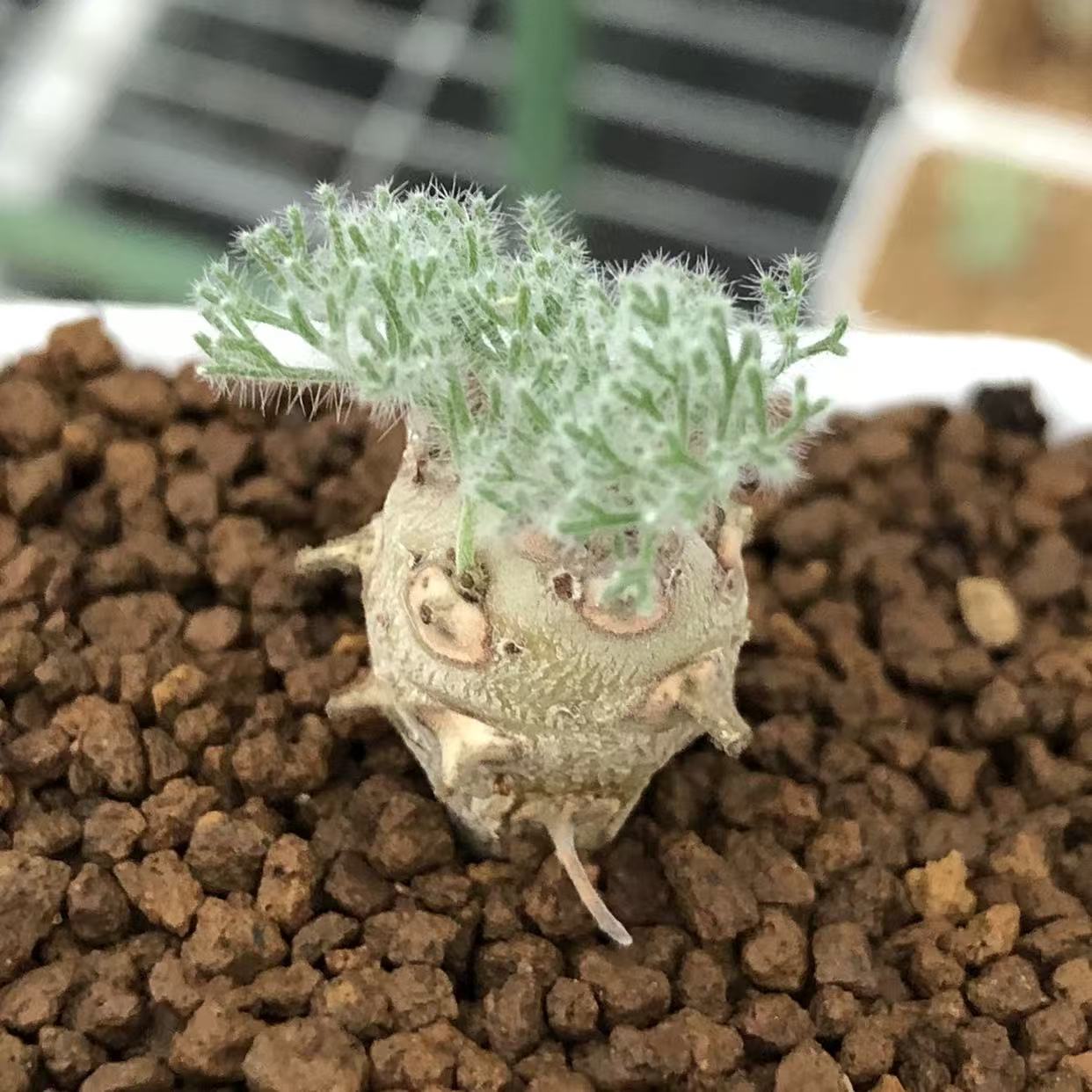 Monsonia peniculina - Image 2