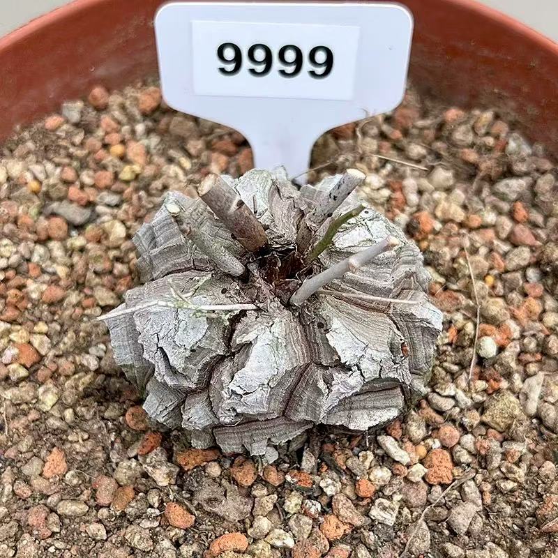 Dioscorea elephantipes - Image 2