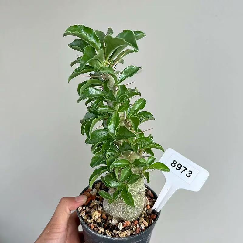 Pachypodium saundersii N.E.Br. - Image 2