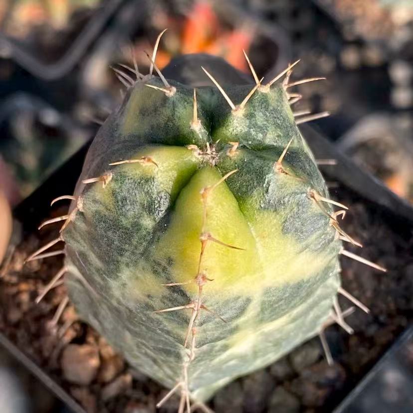 Echinocereus knippelianus