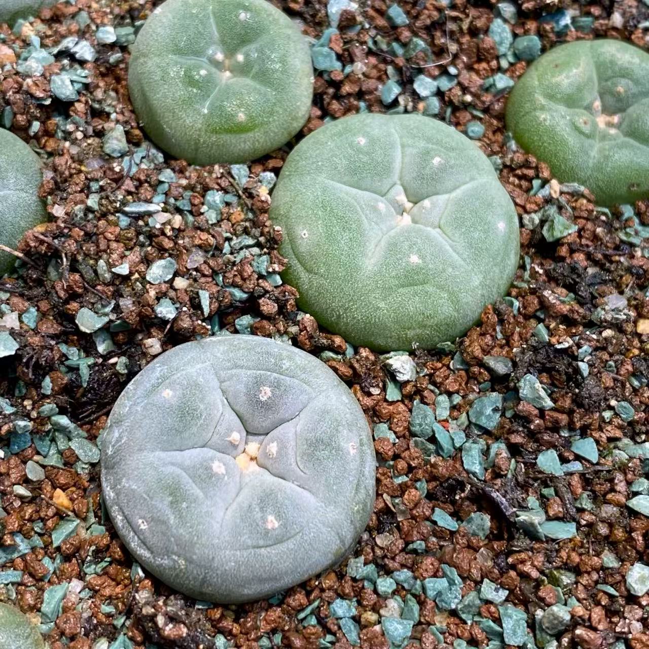 Lophophora williamsii