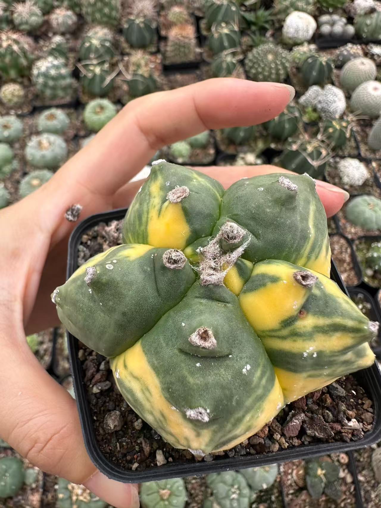 Astrophytum Myriostigma Kikko - Image 3