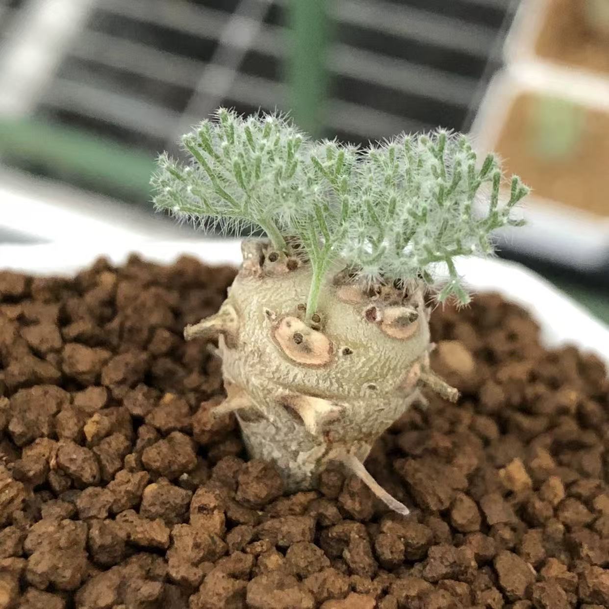 Monsonia peniculina - Image 3