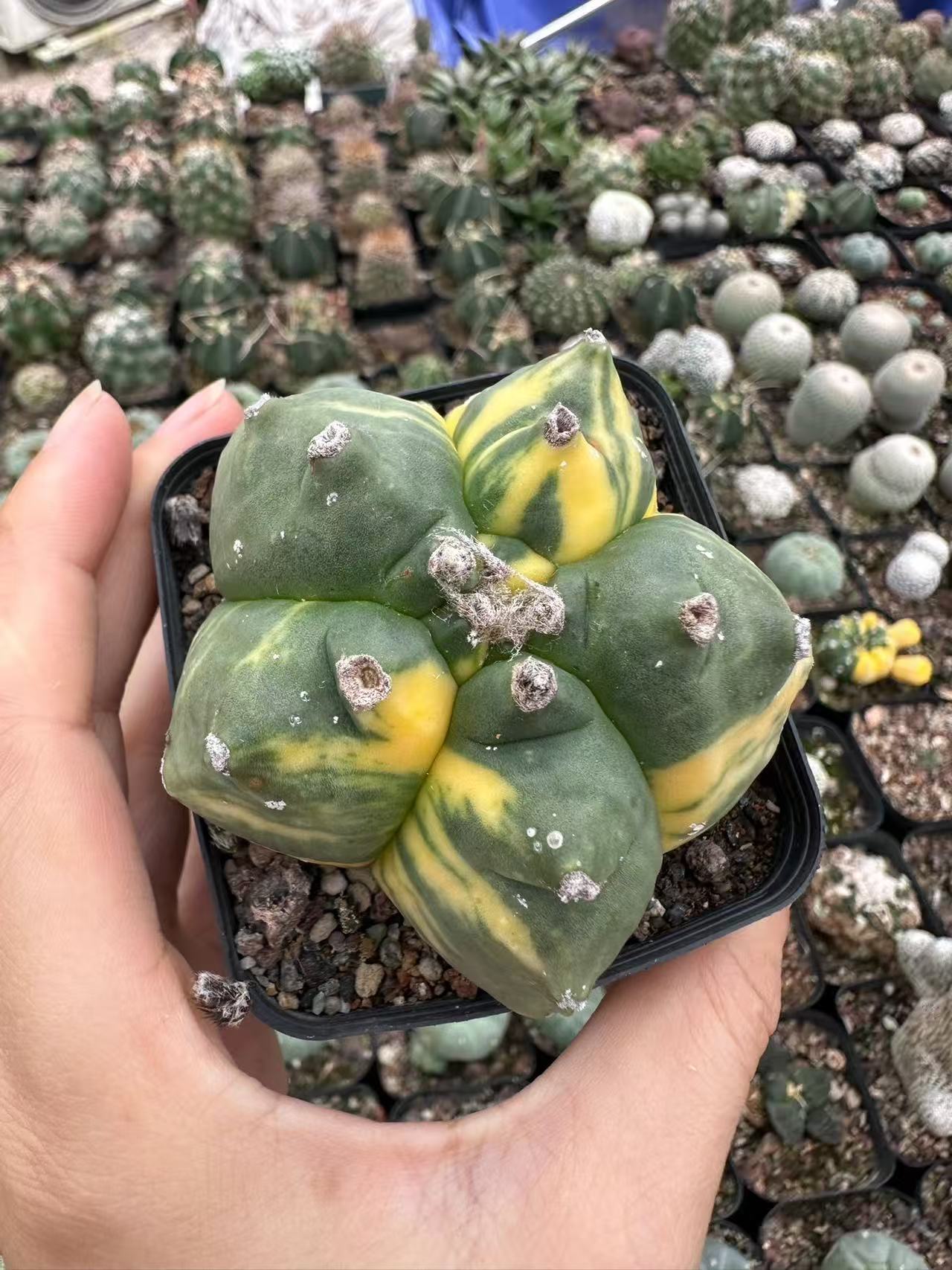 Astrophytum Myriostigma Kikko - Image 2