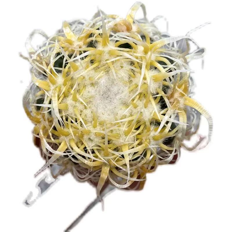 Echinocactus grusonii Hildm. cereus pitajaya DC. - Image 2