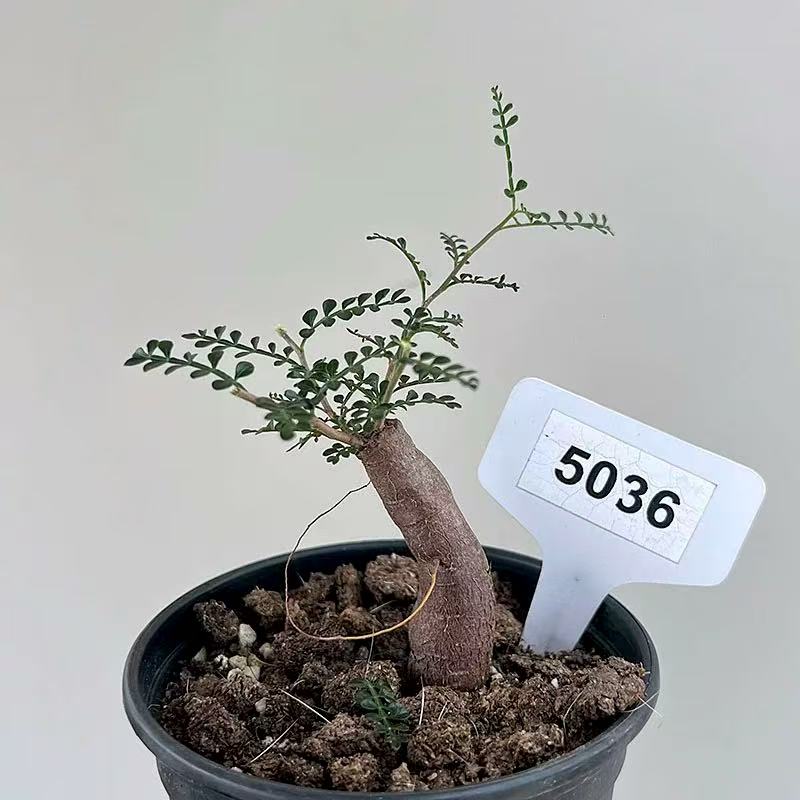 Operculicarya pachypus - Image 3