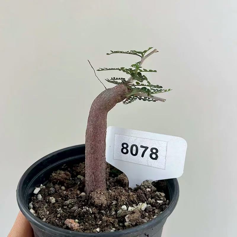 Operculicarya pachypus - Image 2