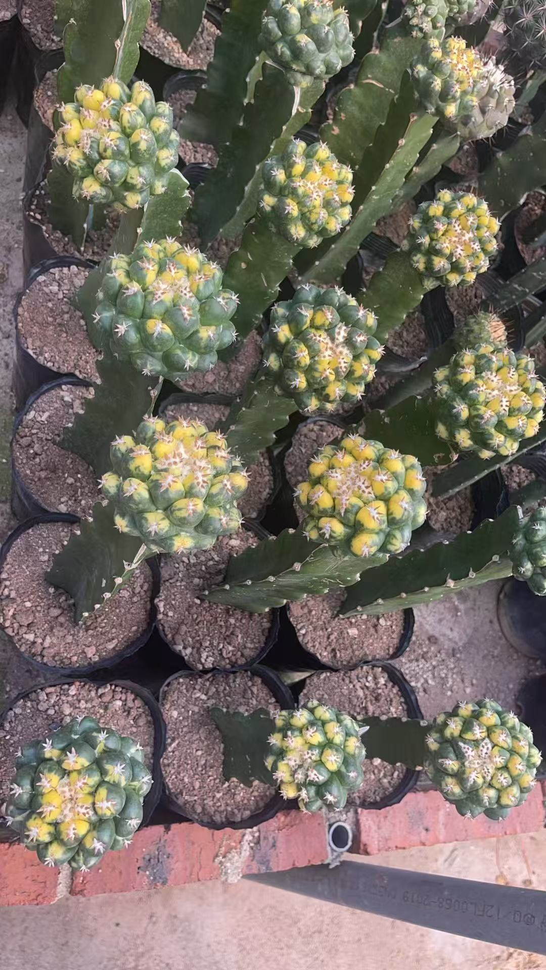 Coryphantha elephantidens variegata - Image 2