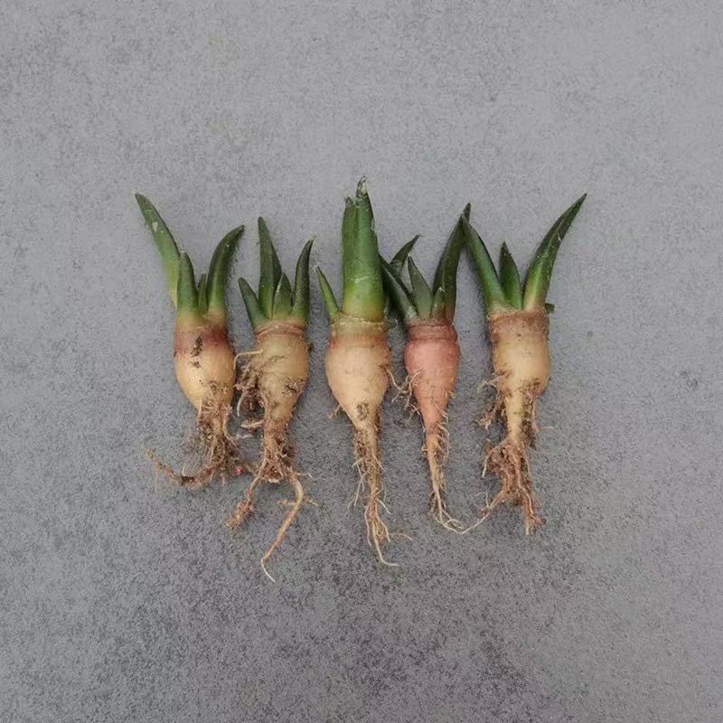 Ariocarpus retusus Scheidw - Image 4