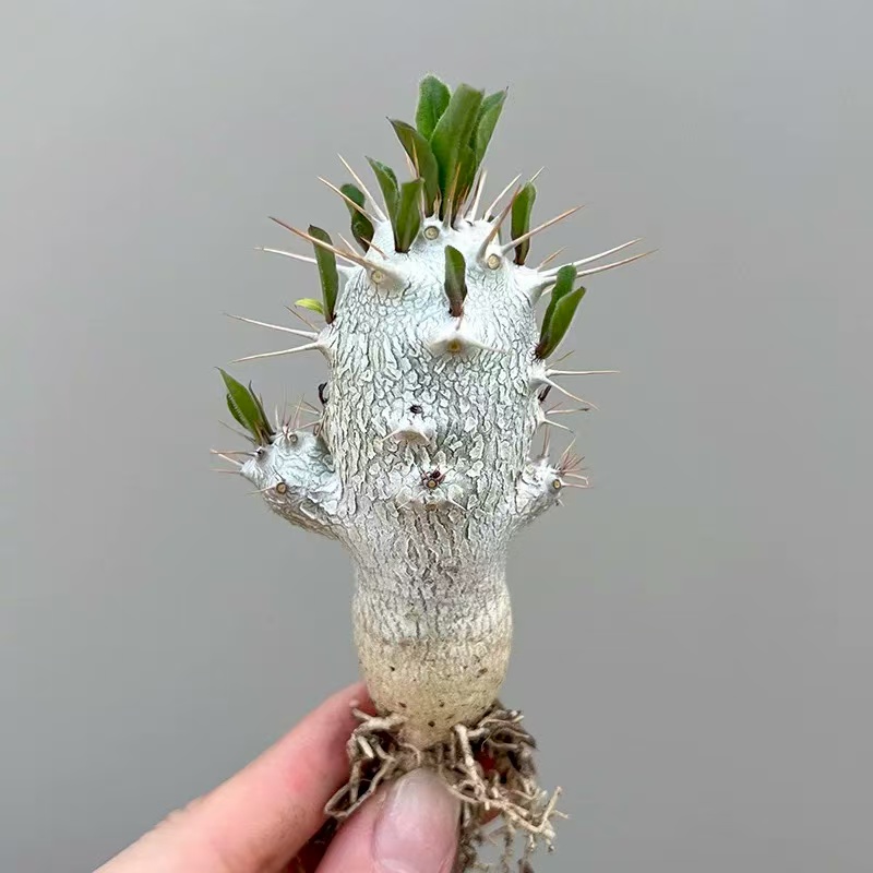 Pachypodium saundersii N.E.Br.