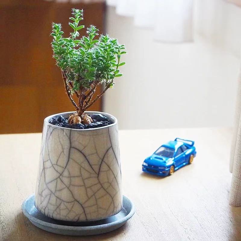 Trichodiadema bulbosum - Image 5