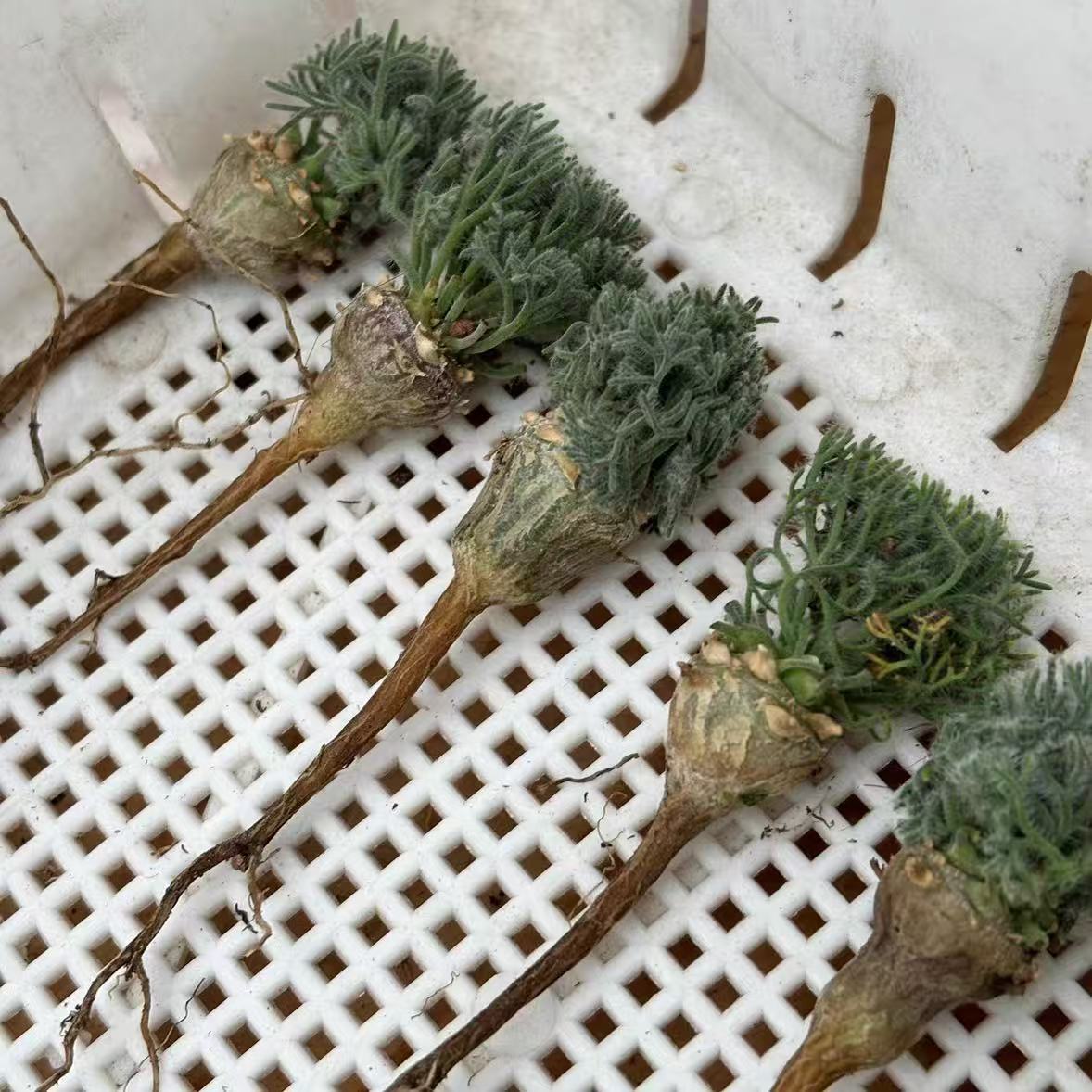 Monsonia peniculina - Image 4