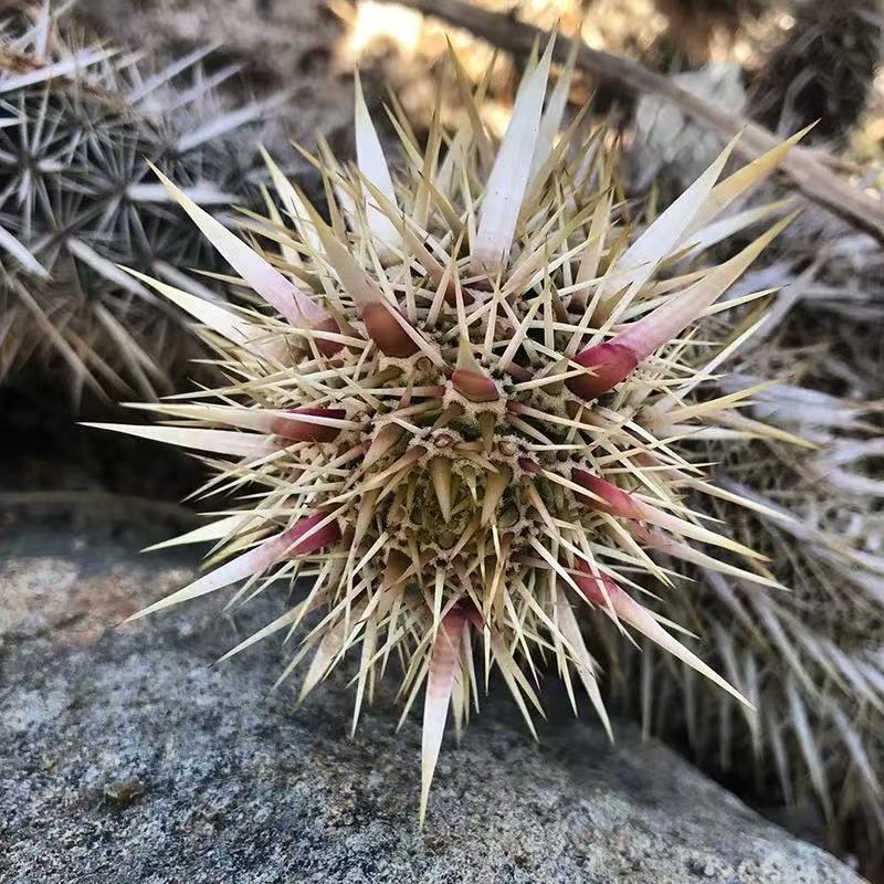 Machaerocereus eruca - Image 3