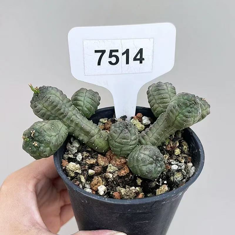 Euphorbia pseudoglobosa - Image 2