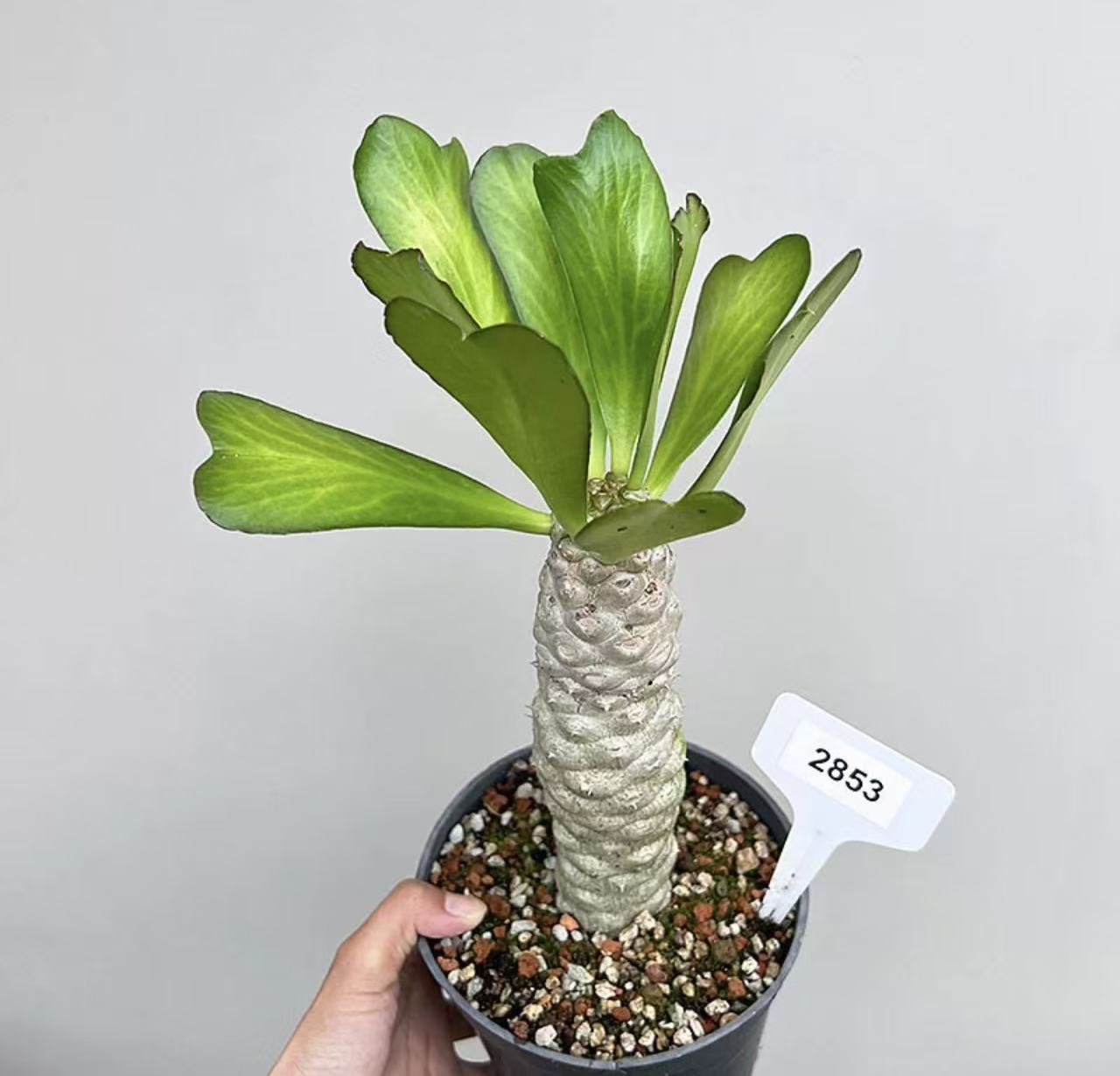 Euphorbia poissonii - Image 3