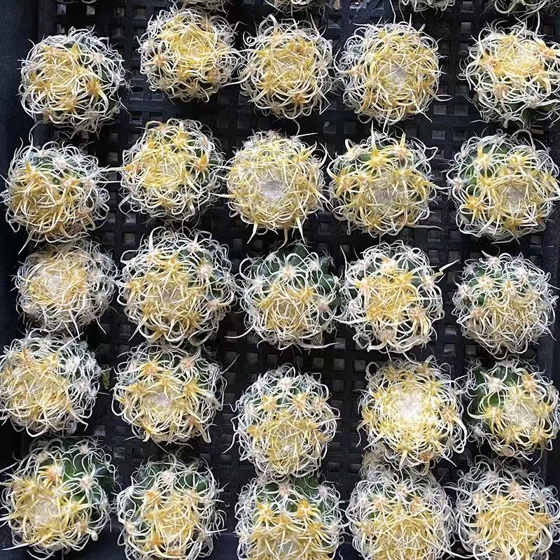 Echinocactus grusonii Hildm. cereus pitajaya DC. - Image 3