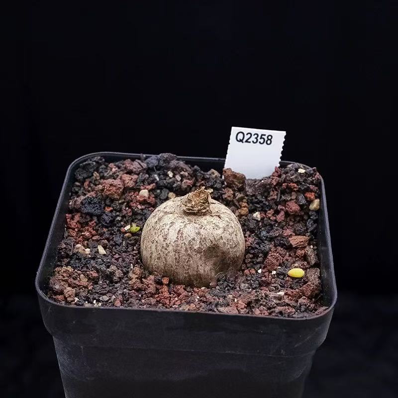 Euphorbia rapulum - Image 2