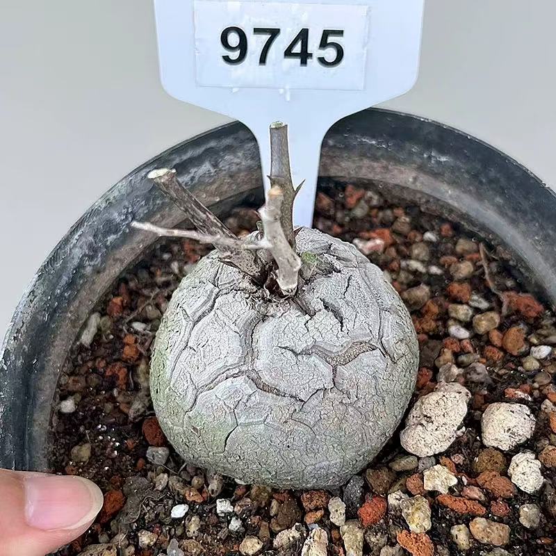 Dioscorea elephantipes - Image 3