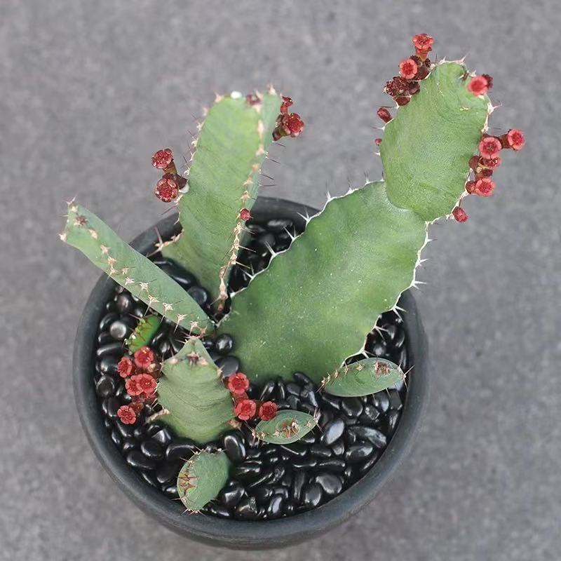 Euphorbia opuntioides - Image 2