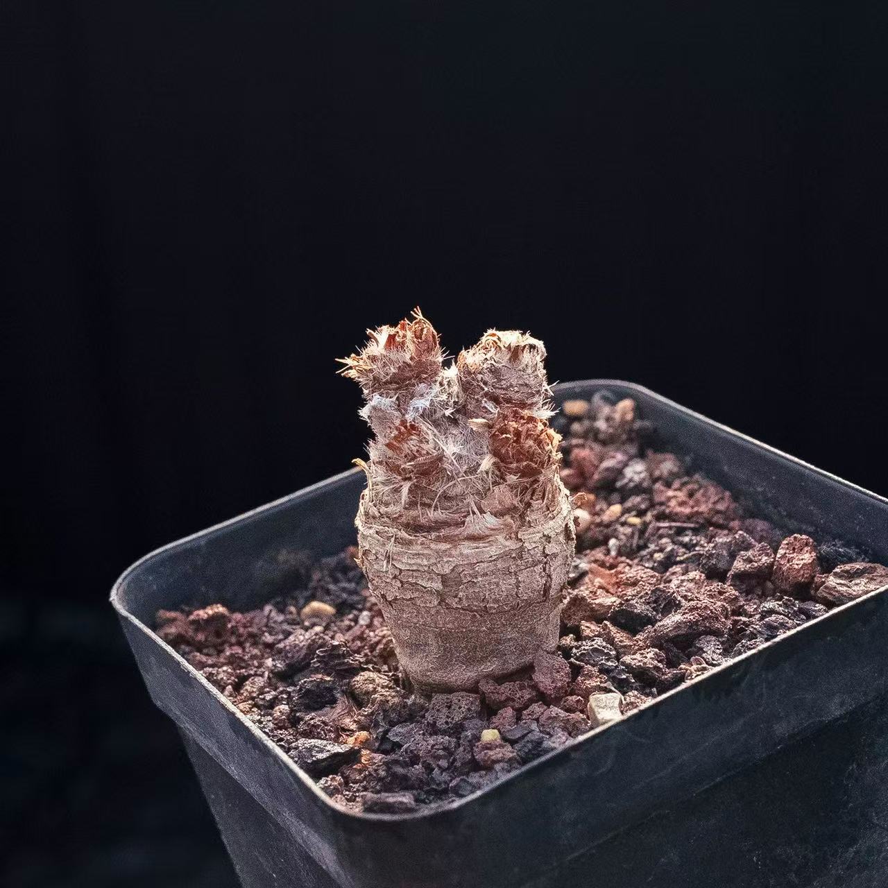 Pelargonium Triste - Image 3