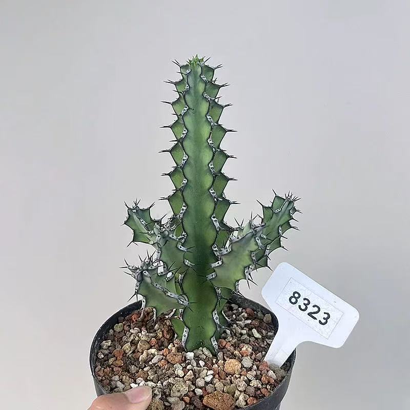 Euphorbia zoutpansbergensis - Image 3