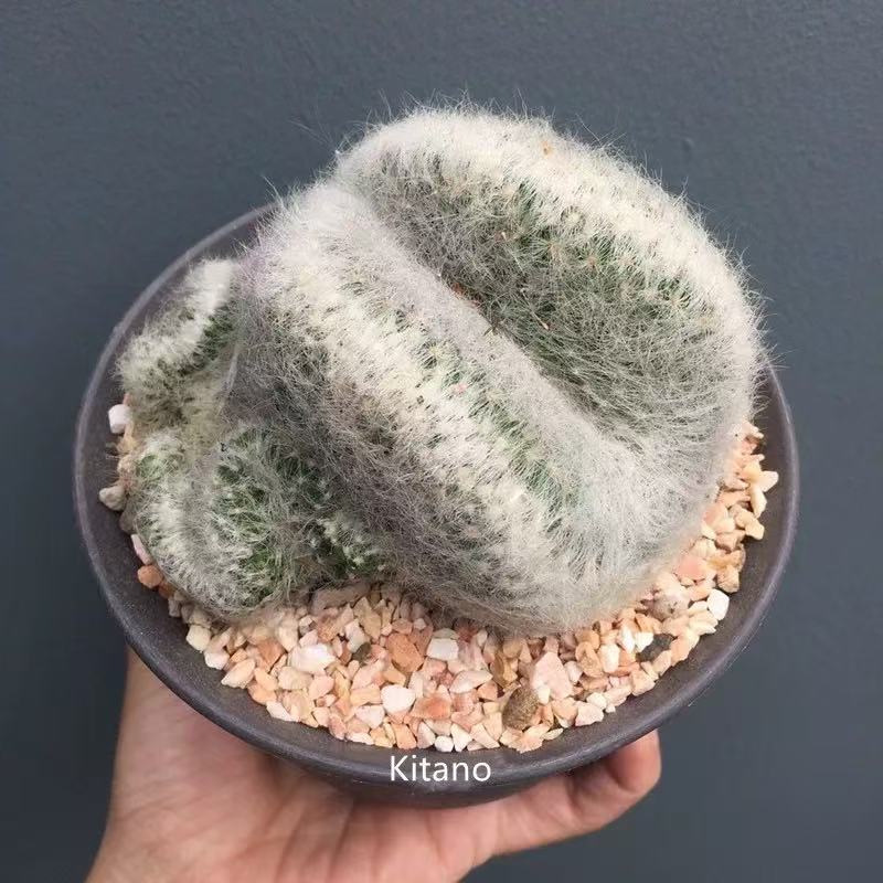 Mammillaria baumii