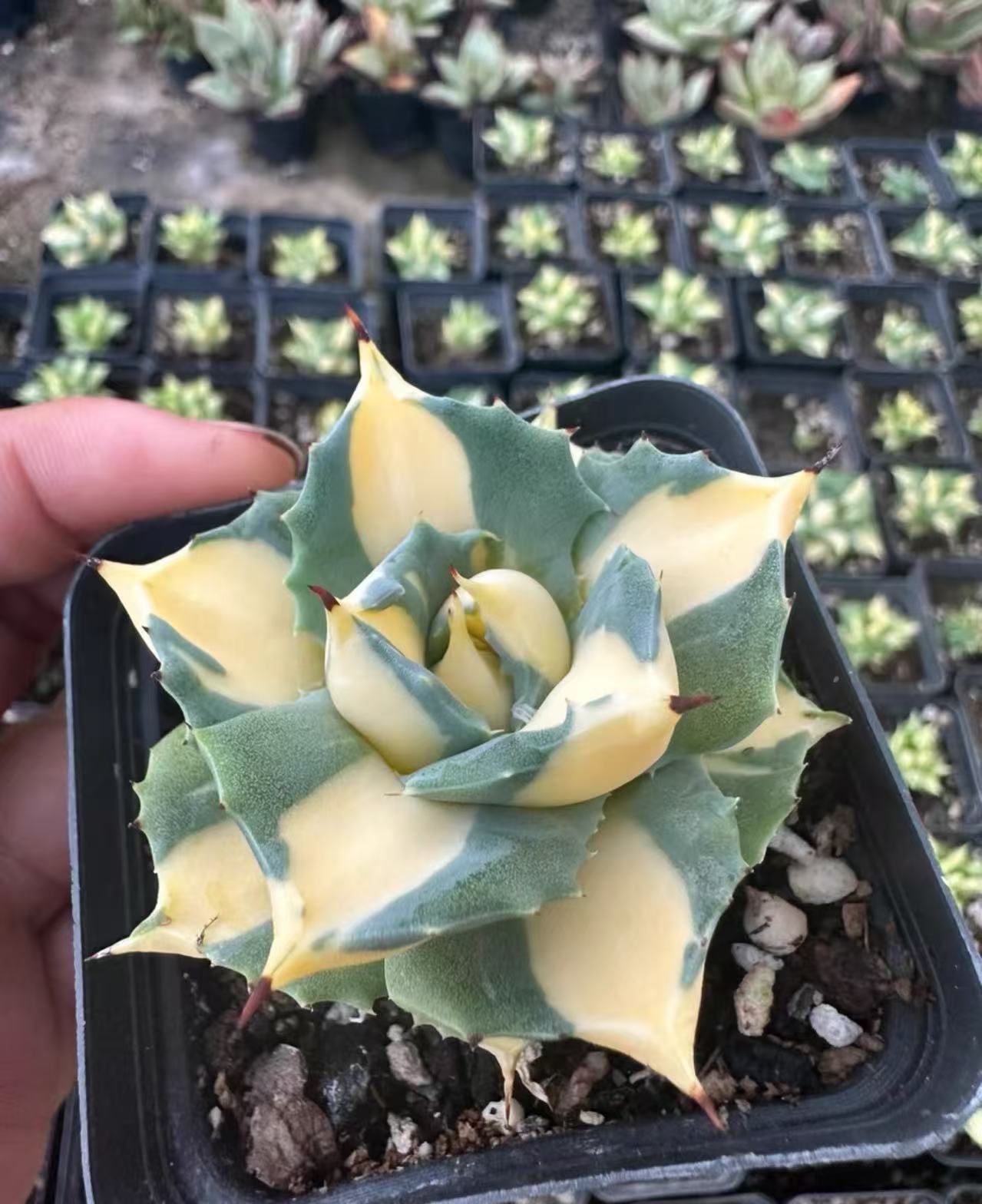 Agave Potatorum Var. Verschaffeltii - Image 2