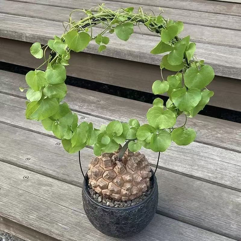 Dioscorea elephantipes