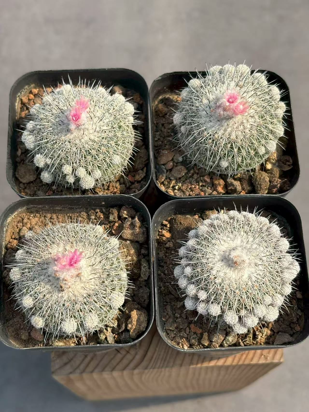 Epithelantha unguispina