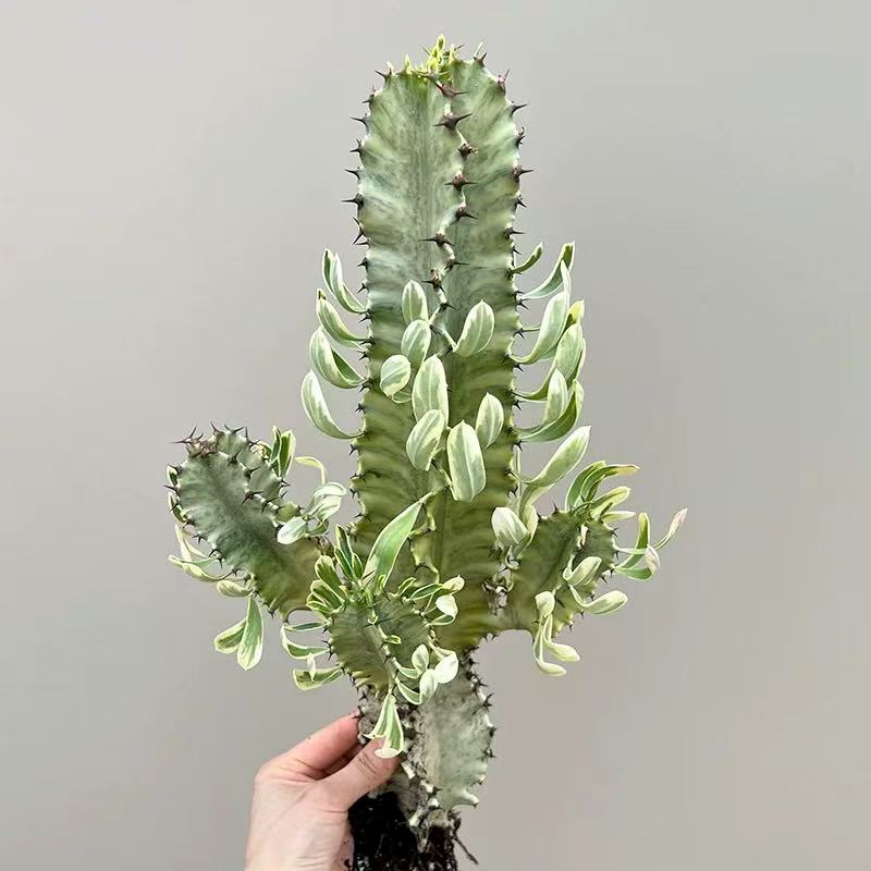 Euphorbia ammak f.variegata