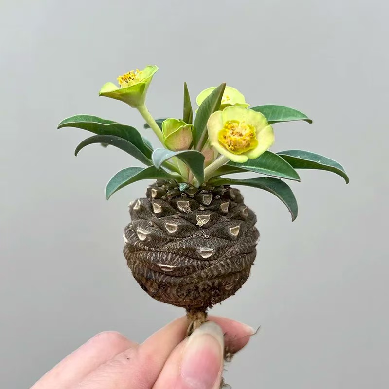 Euphorbia bupleurifolia Jacq.