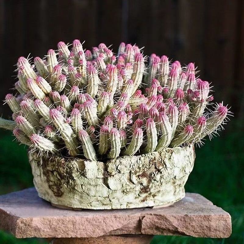 Euphorbia mammillaris 'Variegata'