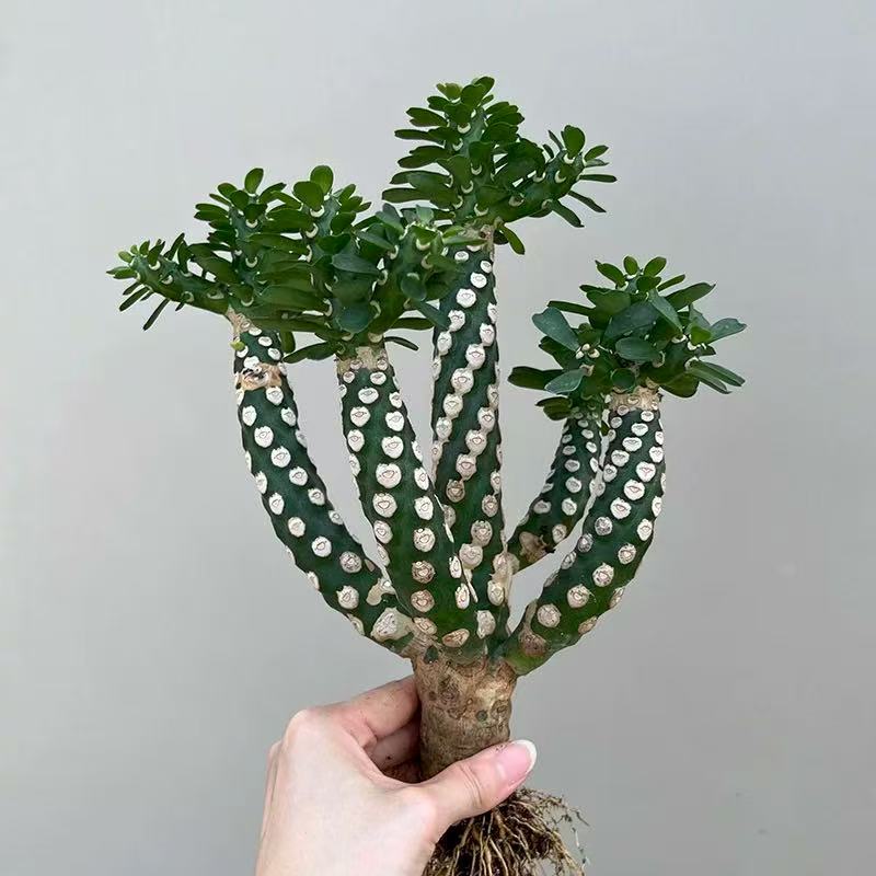 Euphorbia royleana Boiss