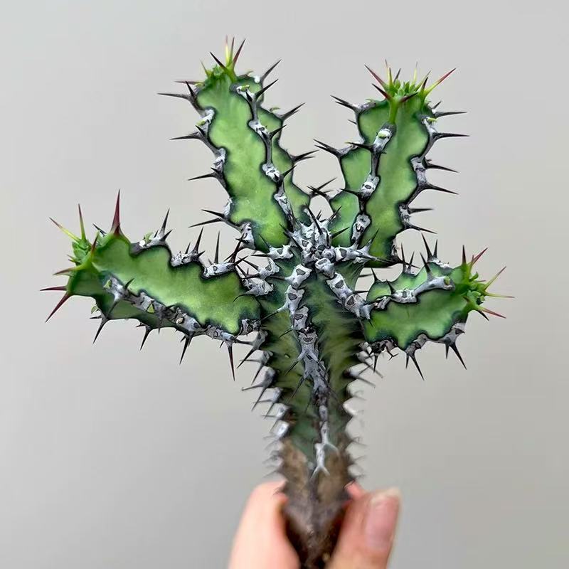 Euphorbia zoutpansbergensis