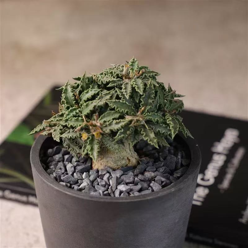 Euphporbia tulearensis - Image 2