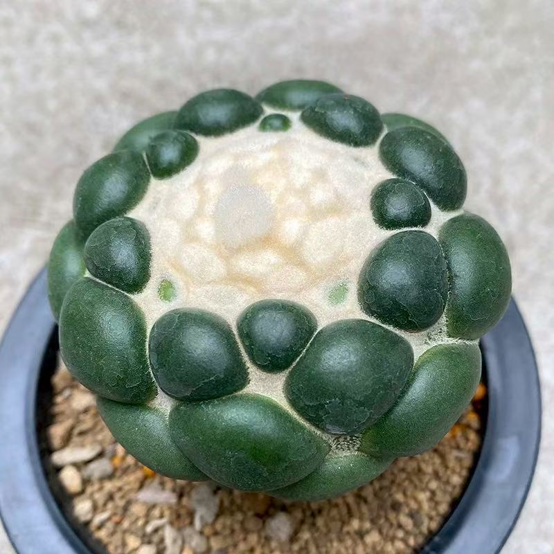 Mammillaria chionocephala