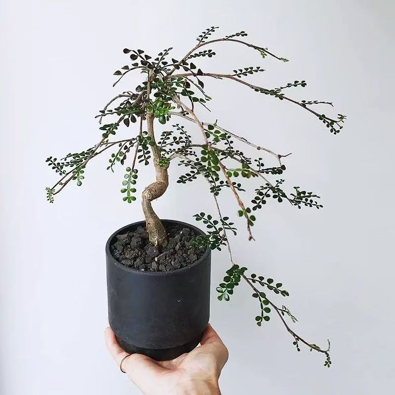 Operculicarya decaryi