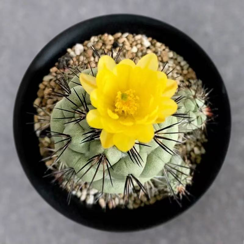 Ortegocactus macdougallii