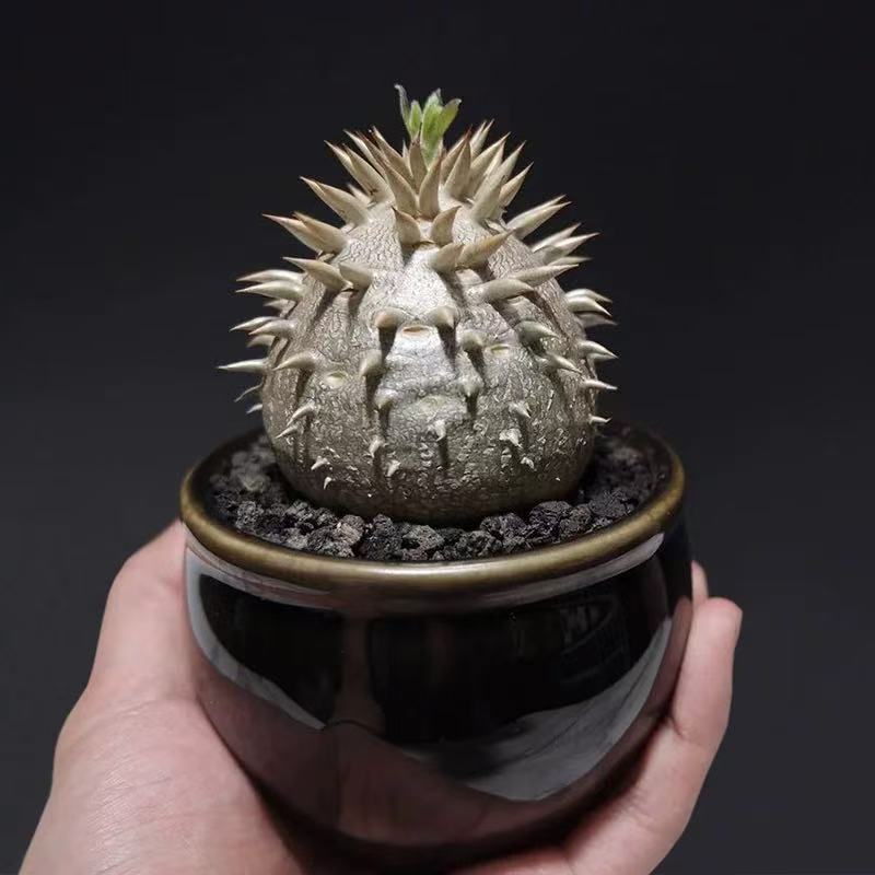 Pachypodium brevicaule × densiflorum